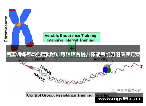 自重训练与高强度间歇训练相结合提升体能与耐力的最佳方案